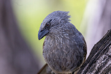 Apostlebird in Queensland Australia