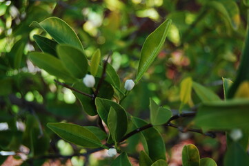 Foreground Flowers
