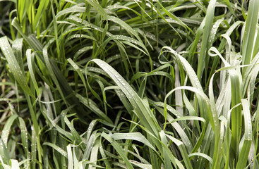 Wet grass in the field