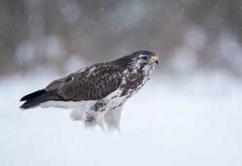 Common buzzard bird ( Buteo buteo )