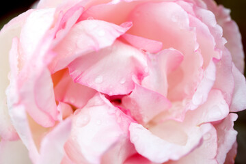 Fototapeta premium Rose flower macro. Pink rose flower close up. High quality natural background.