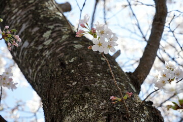 Cherry blossom