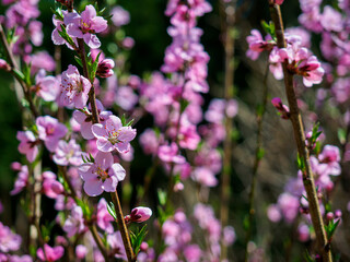 ピンク色の花桃の花が満開