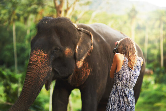 Big and beautiful. Shot of a young woman taking a photo of an elephant eating plants in the jungle.
