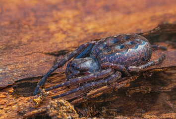 walnut orb-weaver spider - Nuctenea umbratica, the walnut orb-weaver spider, is a species of spider in the family Araneidae