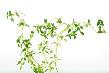 ハーブ　タイム　　白バック