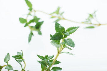 ハーブ　タイム　　白バック