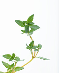 ハーブ　タイム　　白バック