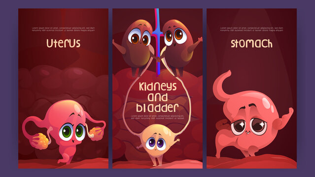 Cartoon medical posters with cute uterus, stomach, kidneys and bladder funny characters. Anatomical positive personages, healthy internal human body organs with cute smile faces, Vector illustration