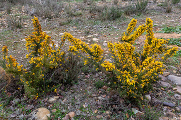 Fototapeta premium Thorny Gorse bushes with their yellow inflorescences in spring. Ulex europaeus.