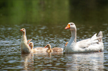 Goose with gosling on the shore river in the springtime.