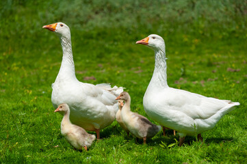 Goose with gosling on the shore river in the springtime.