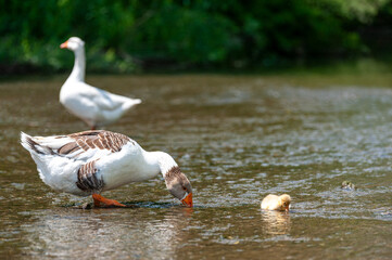 Goose with gosling on the shore river in the springtime.