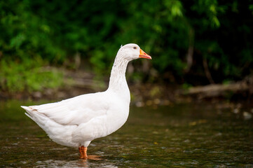 Naklejka na ściany i meble White goose in a river