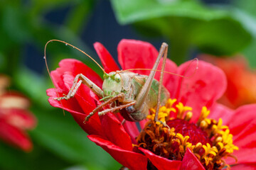 Grass Hopper. A differential grasshopper hanging out in a summer meadow
