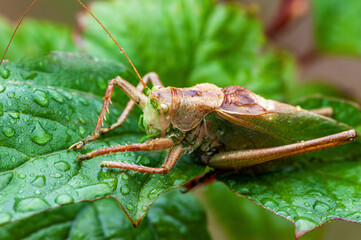 Grass Hopper. A differential grasshopper hanging out in a summer meadow