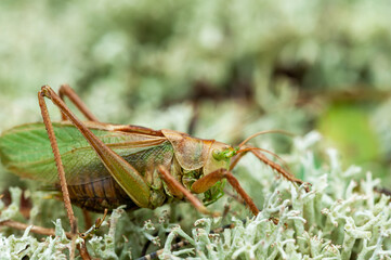 Grass Hopper. A differential grasshopper hanging out in a summer meadow