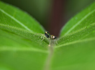 jumping spider juvenile on the leaf