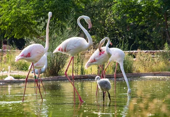 Fotobehang Beautiful flamingo family with a baby bird in the national park on the pond © Polina