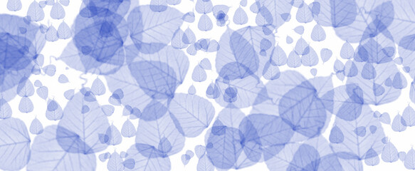 Transparent falling blue leaves background against a plain white background