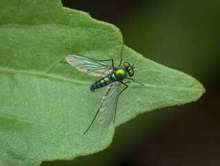long leg fly perched on the leaf from top view