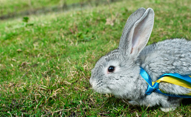 Gray rabbit on a background of green grass. Easter bunny. He has yellow and blue ribbons around his neck. Ukrainian flag.