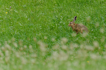 Hase auf der Wiese