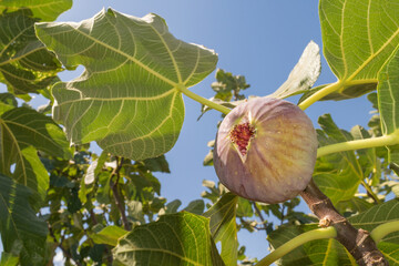 Fig ready to be collected up in the tree.
