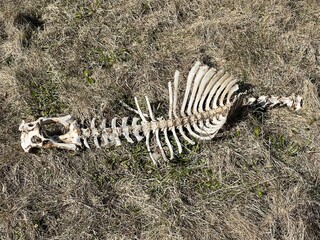 Fototapeta na wymiar Skelett eines toten Schafs auf der Weide
