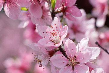 桃の花　春イメージ