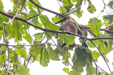 Beautiful Sulawesi bear cuscus aka Sulawesi bear phalanger (Ailurops ursinus) in the Tangkoko nature reserve on the Indonesian island of Sulawesi