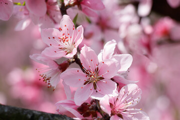 桃の花　春イメージ