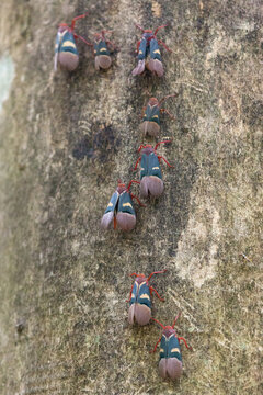Beautiful Fulgorid Planthopper Lantern bug (Scamandra thetis) in the Tangkoko nature reserve on the Indonesian island of Sulawesi, during a ecotourism jungle hike 