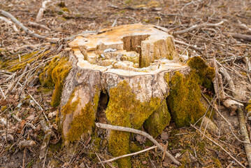 Tree cutted stump in the forest.Felled timber in the autumn forest.closeup.Environment concept.