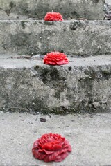 Red flowers on concrete floor. Red beeswax hand-poured candles placed on old vintage concrete steps with dried leaves and moss