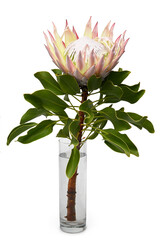 Protea cynaroides flower in glass vase