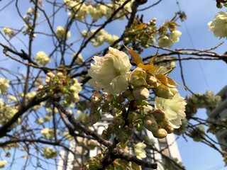 apple tree blossom