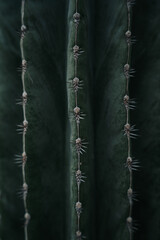 Close up green cactus with spikes