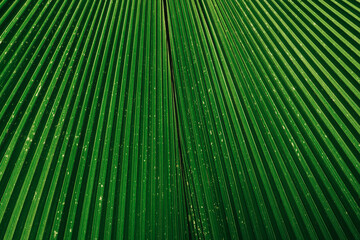 Close up palm leaf