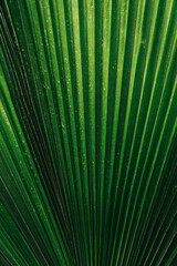 Close up palm leaf