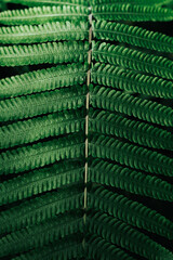 Close up green fern