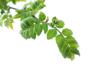 山椒の葉　　新芽