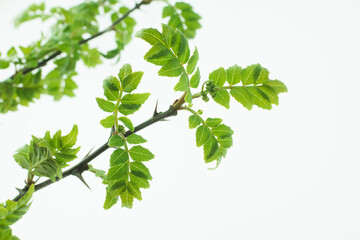 山椒の葉　　新芽