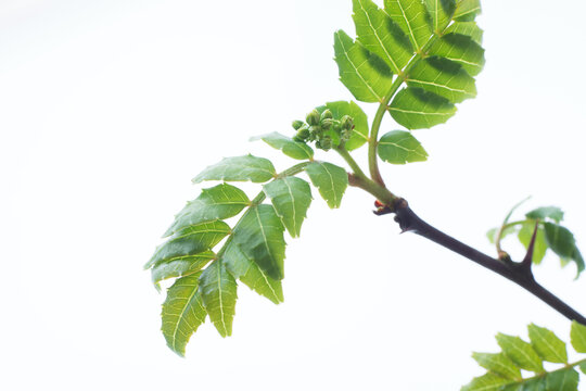 山椒の葉 Images Browse 213 Stock Photos Vectors And Video Adobe Stock