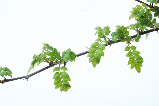 山椒の新芽 の画像 577 件の Stock 写真 ベクターおよびビデオ Adobe Stock