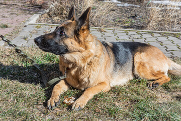 German Shepherd sits on the lawn with a bone. A young female German Shepherd