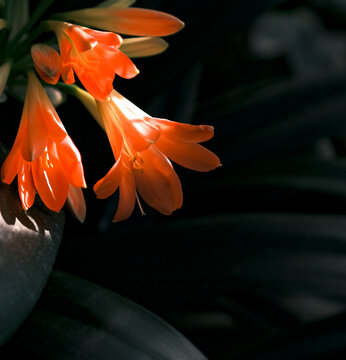 Red flowers of clivia miniata on black beckground