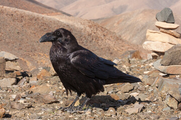 Common raven