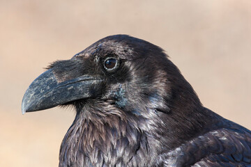 Common raven headshot