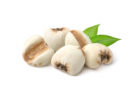 Flat lay of Job's tears ( Adlay millet) seeds isolated on white background.